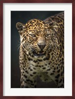 Angry Jaguar 2 Fine Art Print