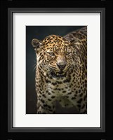 Angry Jaguar 2 Fine Art Print