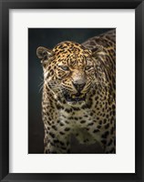 Angry Jaguar 2 Fine Art Print