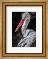 The Stork 7 Fine Art Print