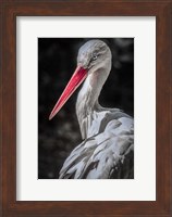 The Stork 7 Fine Art Print