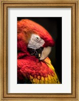 Red Ara Parrot 2 Fine Art Print
