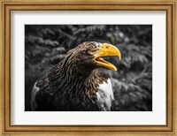 Steller Eagle 7A Fine Art Print