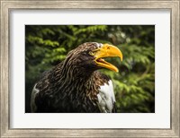 Steller Eagle 7B Fine Art Print