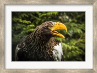 Steller Eagle 7B Fine Art Print