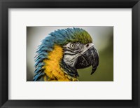 Blue Ara Parrot Fine Art Print