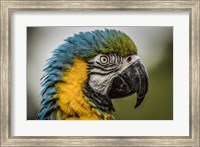 Blue Ara Parrot Fine Art Print