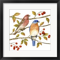 Birds & Berries IV Framed Print