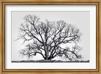 Grand Oak Tree I Fine Art Print