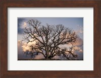 Grand Oak Tree II Fine Art Print