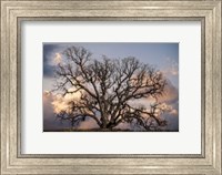 Grand Oak Tree II Fine Art Print