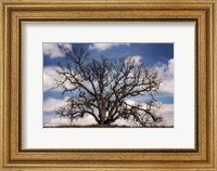 Grand Oak Tree III Fine Art Print