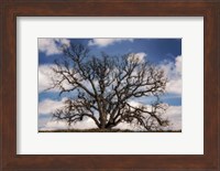 Grand Oak Tree III Fine Art Print