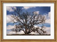 Grand Oak Tree III Fine Art Print