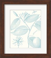 Botanical Study in Spa III Fine Art Print