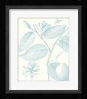 Botanical Study in Spa III Fine Art Print