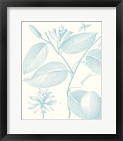 Botanical Study in Spa III Framed Print