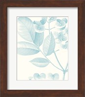 Botanical Study in Spa V Fine Art Print