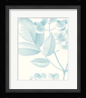 Botanical Study in Spa V Fine Art Print