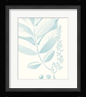 Botanical Study in Spa VI Fine Art Print