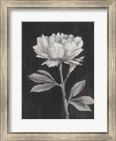 Black and White Flowers III Fine Art Print