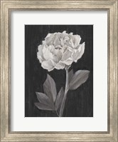 Black and White Flowers IV Fine Art Print