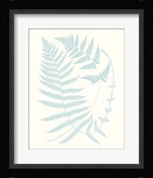 Serene Ferns III Fine Art Print