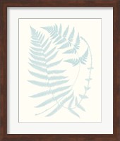 Serene Ferns III Fine Art Print