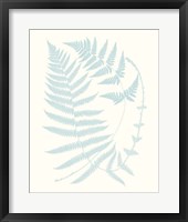 Serene Ferns III Framed Print