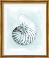 Coastal Shell Schematic II Fine Art Print