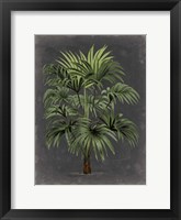 Dramatic Palm I Framed Print