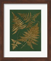 Gilded Ferns II Fine Art Print