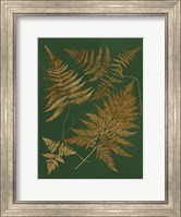 Gilded Ferns II Fine Art Print