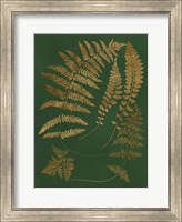 Gilded Ferns III Fine Art Print