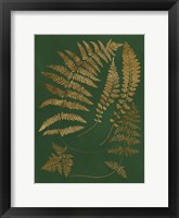 Gilded Ferns III Framed Print