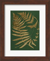Gilded Ferns IV Fine Art Print