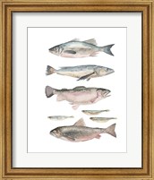 Fish Composition I Fine Art Print