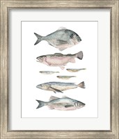 Fish Composition II Fine Art Print