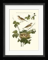 Nozeman White Throat Blackberry Fine Art Print