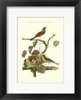 Nozeman Common Teal Nest Fine Art Print