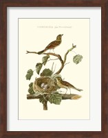 Nozeman Common Teal Nest Fine Art Print