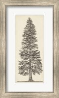 Pacific Northwest Tree Sketch I Fine Art Print