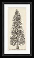 Pacific Northwest Tree Sketch I Framed Print