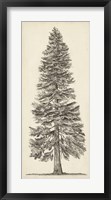 Pacific Northwest Tree Sketch I Framed Print