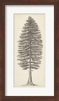 Pacific Northwest Tree Sketch II Fine Art Print