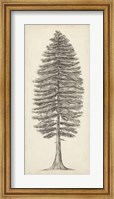Pacific Northwest Tree Sketch II Fine Art Print