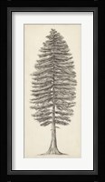 Pacific Northwest Tree Sketch II Framed Print