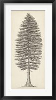 Pacific Northwest Tree Sketch II Framed Print