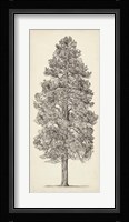 Pacific Northwest Tree Sketch III Framed Print