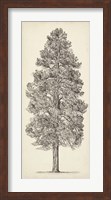 Pacific Northwest Tree Sketch III Fine Art Print